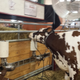 Illustration for article titled Cows at the Fair - Im Famous and Exhausted